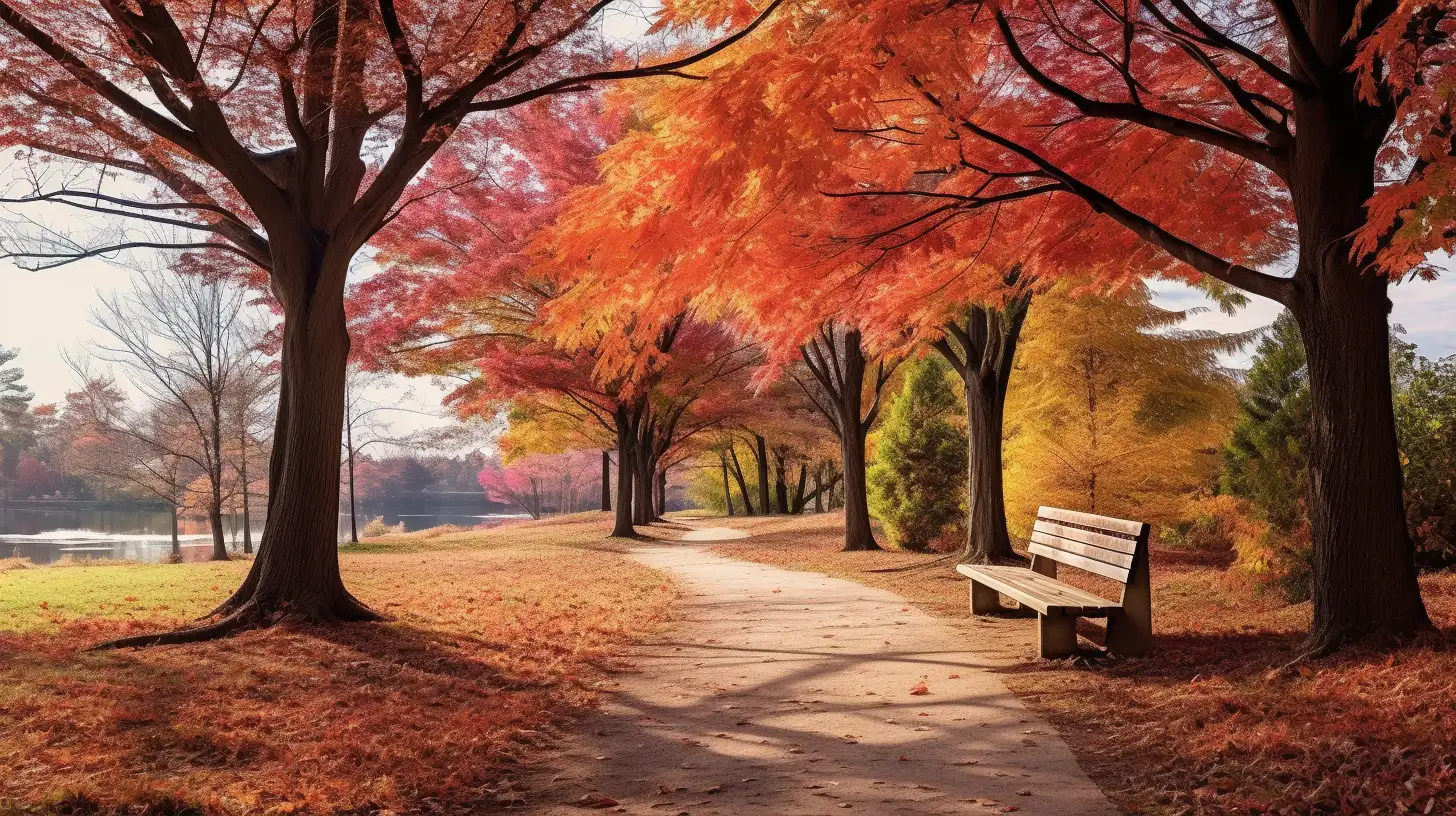 The appearance of a park full of maple leaves gives a warm autumn feeling